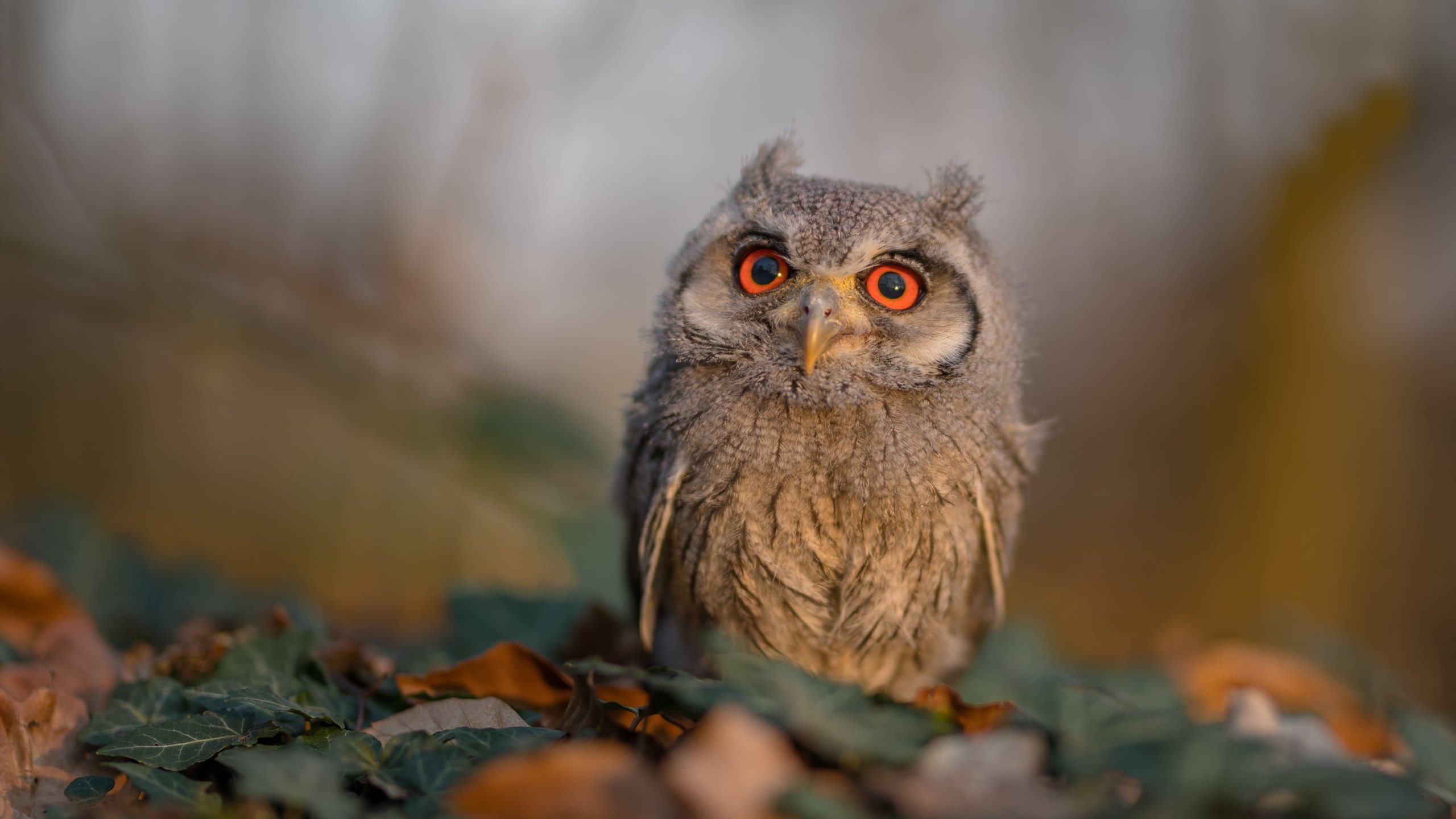 铁与火的交响，丹麦队力克印度队，辛杜点燃赛场的独奏与合奏