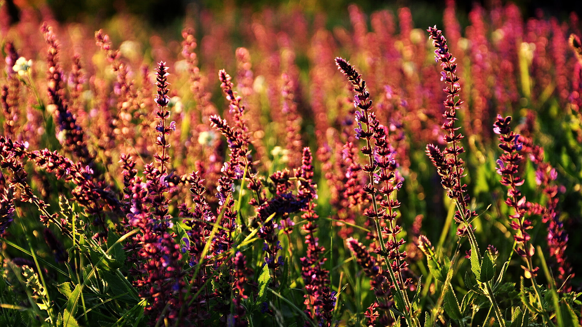 虚拟巅峰对决，新疆飞虎鏖战金州勇士，莫兰特状态火热狂飙50分破次元壁