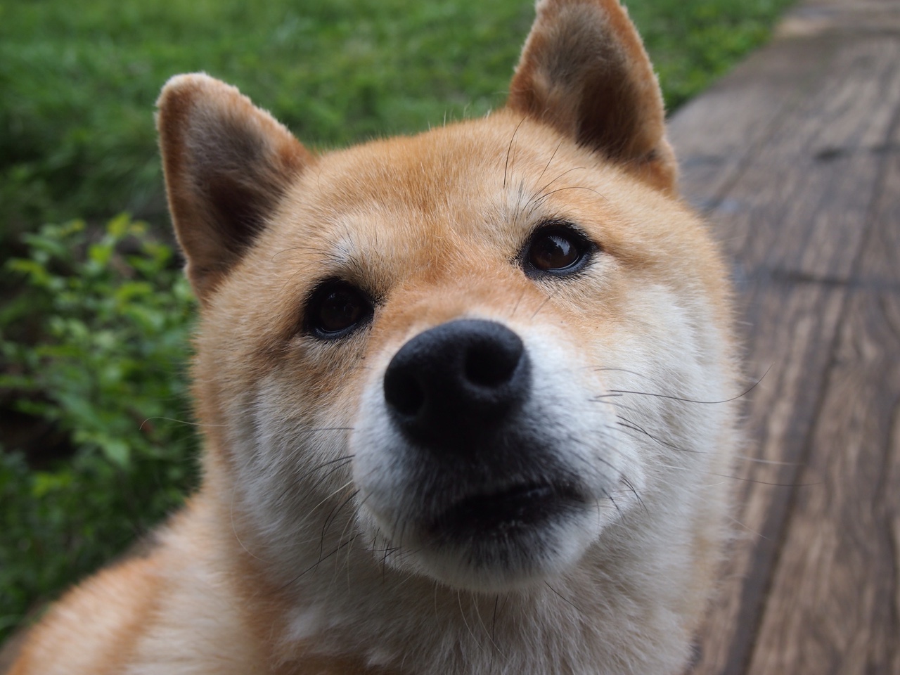 寒锁鹈鹕羽翼，保罗鬼手定乾坤