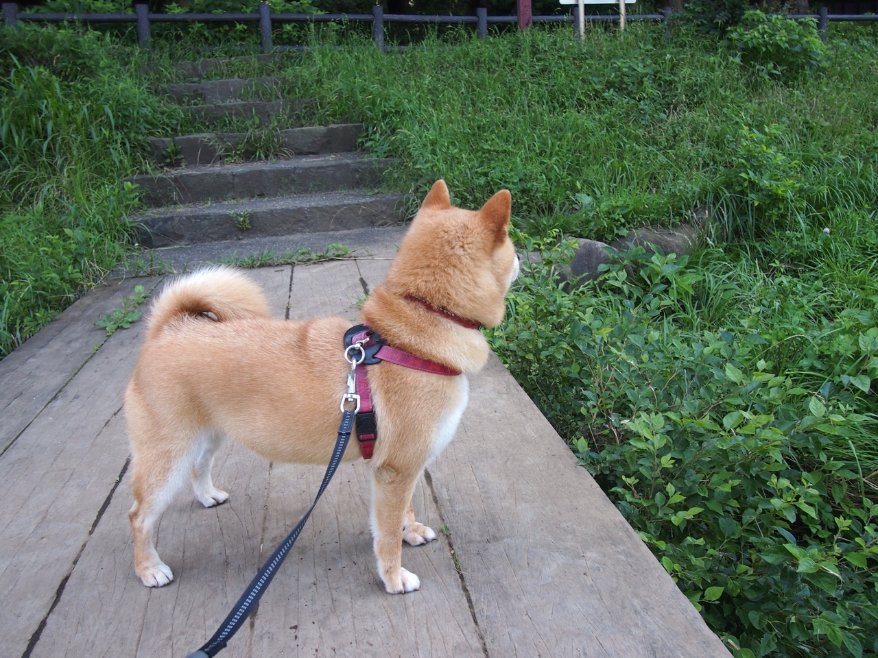 三倍音速,哈登如何彻底打爆防线,爵士与鹈鹕的终极缠绕