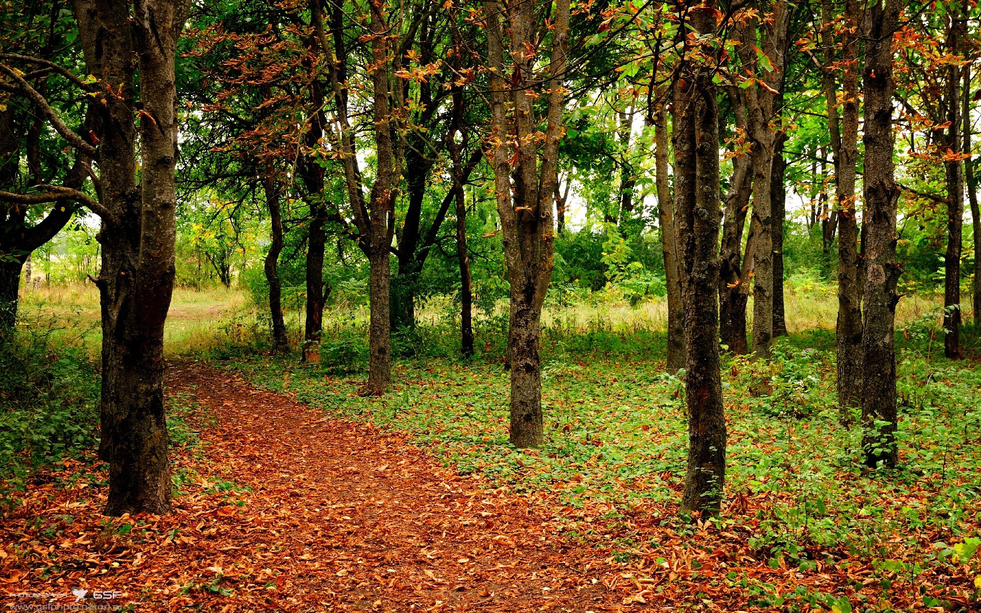篮球世界的双重奏，森林狼狂胜山西，欧文欧冠半决赛接管比赛