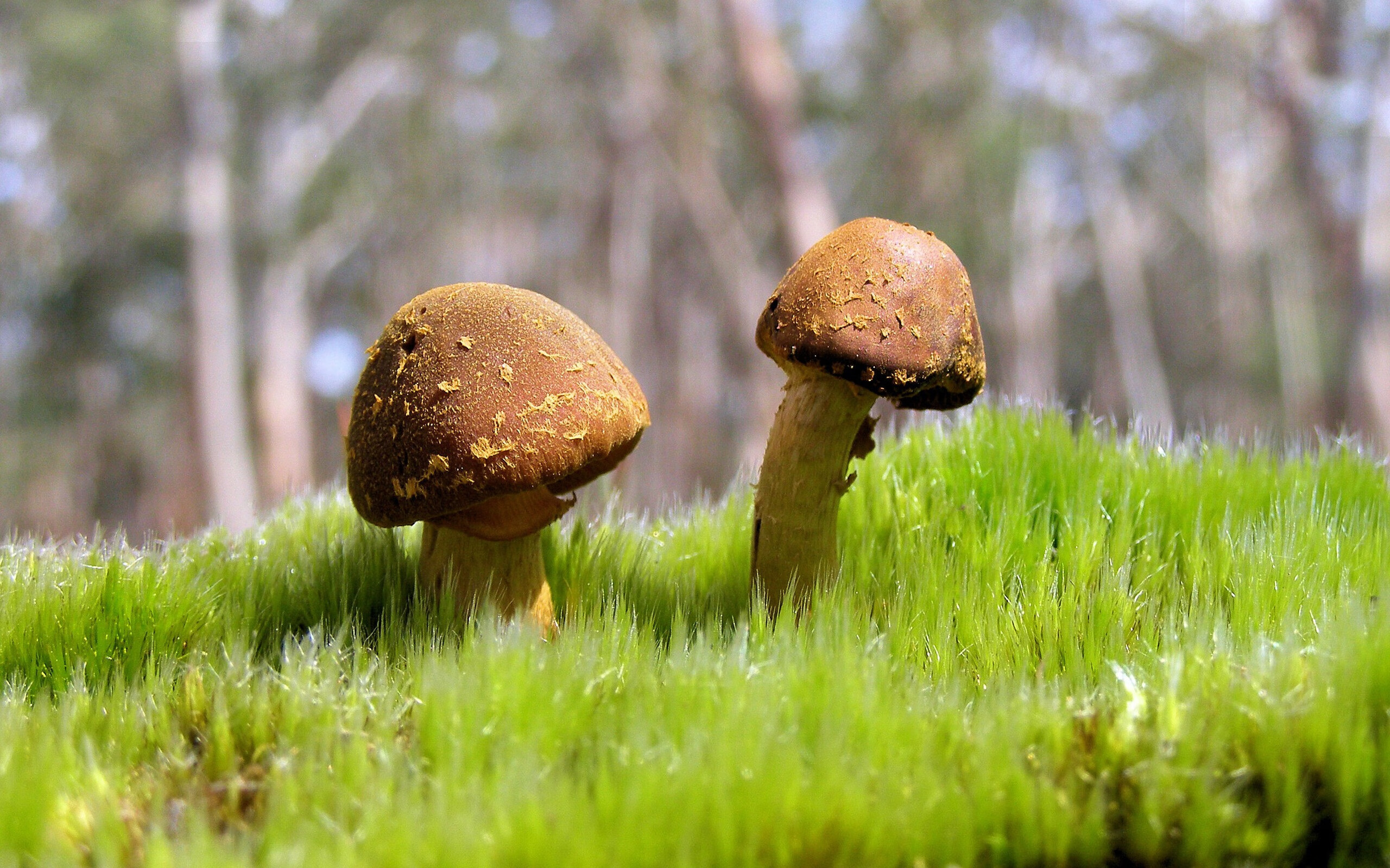 英超争冠，芬兰速胜安哥拉式决战？