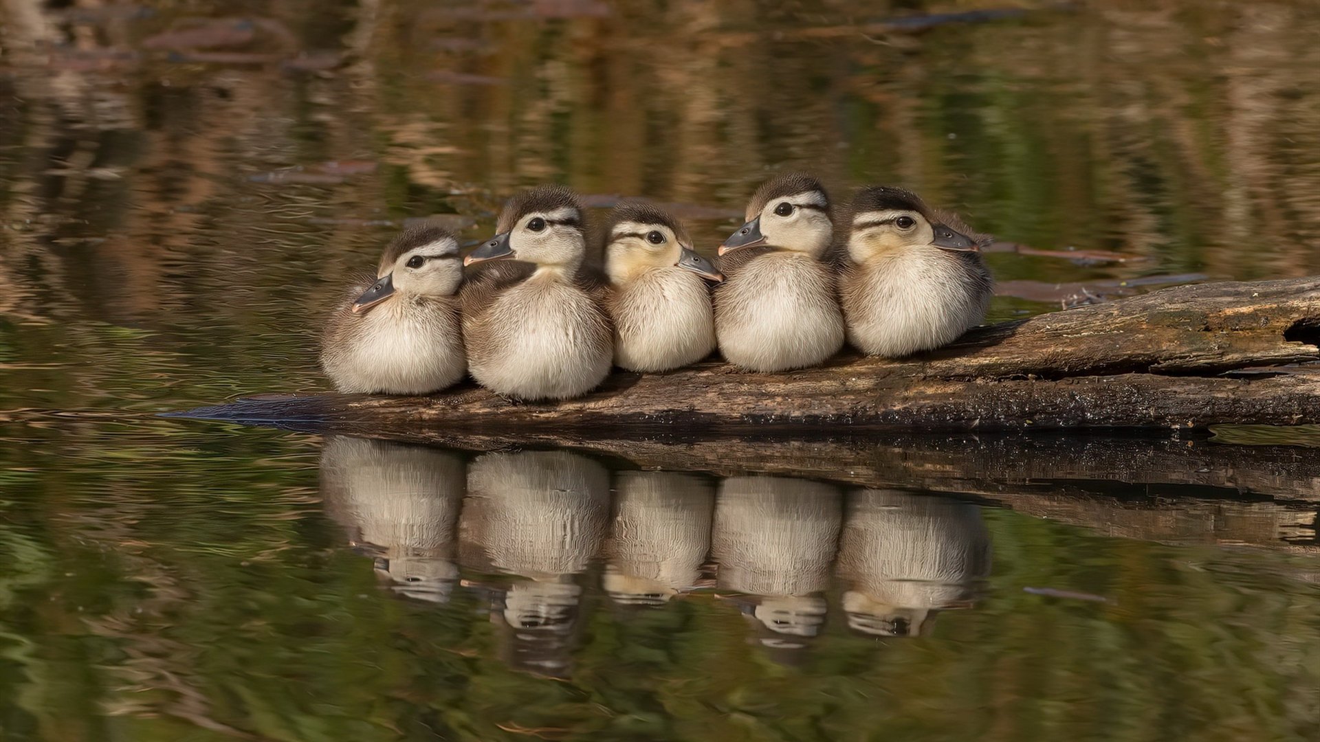 南美风暴攻陷欧洲堡垒，马丁内利利刃出鞘，智利连续得分压制比利时