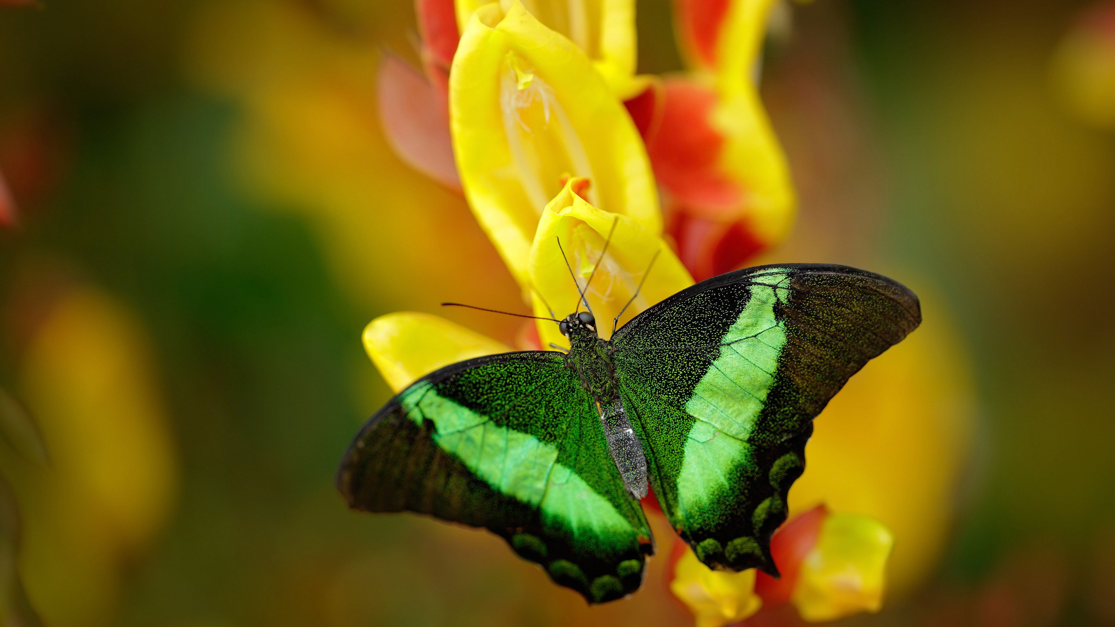 终场前4.2秒的雕塑—奥利维耶的致命一击如何为皇马凿开胜利