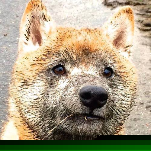 硬仗淬真金,南非力克亚特兰大,阿尔瓦雷斯闪耀决定性舞台