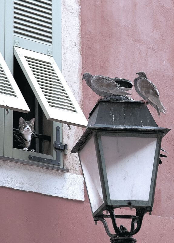 冰与火的淬炼，当加拿大打穿日本防线，劳塔罗化身破晓关键先生