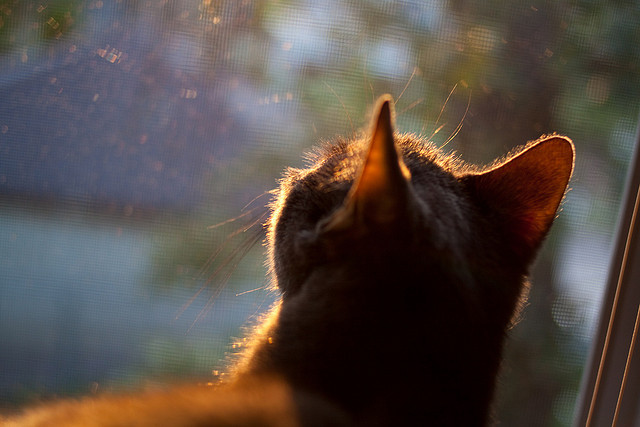 北境坚冰对烈焰，上海队正面击溃太阳，贝恩成关键先生