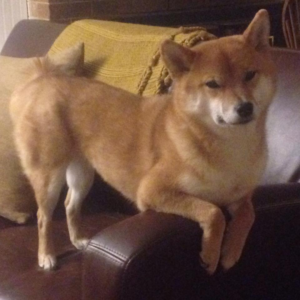 跨界巅峰战，文班亚马雷霆万钧斩浙江，NBA总决赛新王诞生