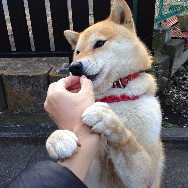 魔术黑马逆袭！锡安全能狂飙斩绿军，他才是争冠X因素