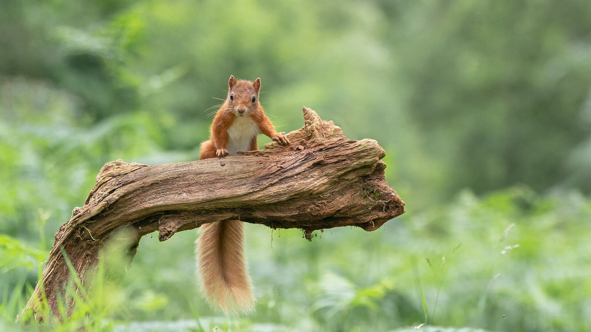 金字塔的沙与诺坎普的星，足球世界里偶然与必然的双重奏
