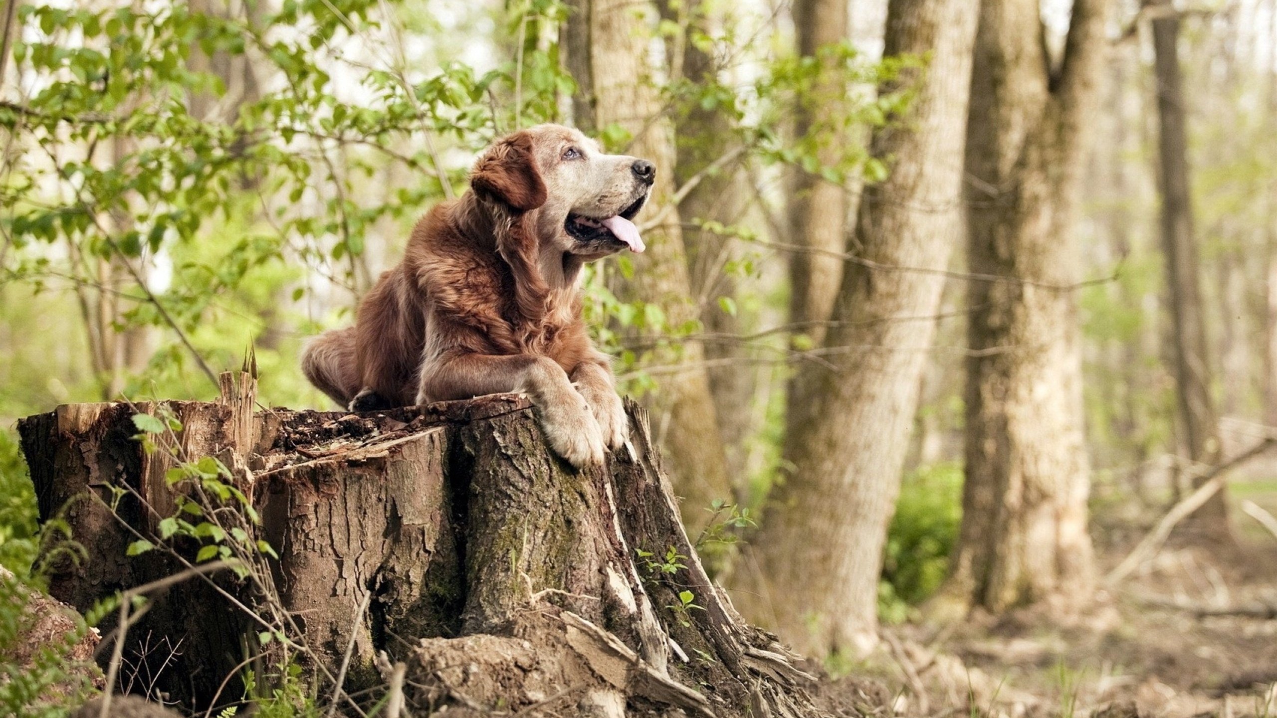 绝境与烈焰，从特奥的个人救赎到日本队的末节风暴