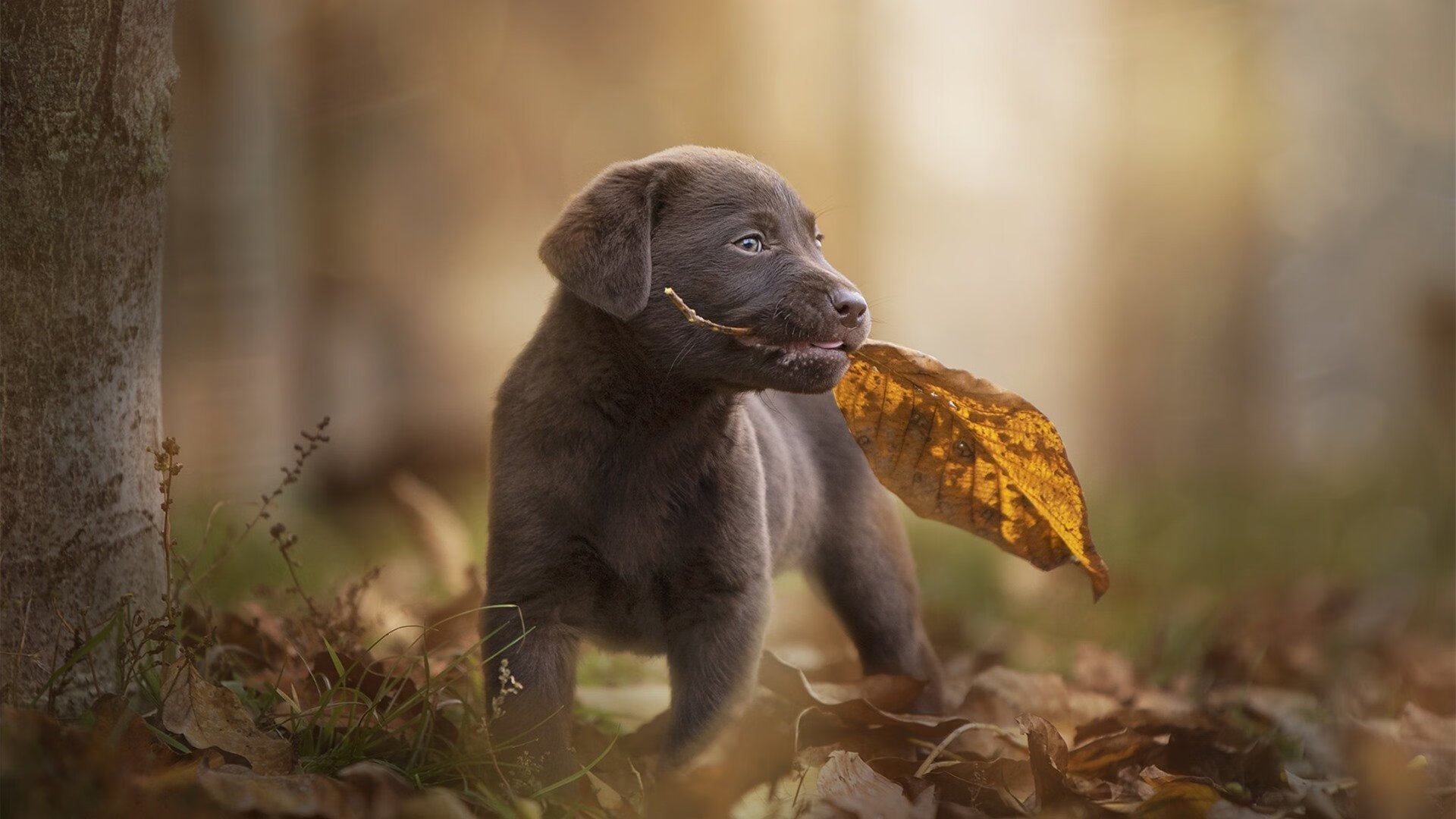 当范戴克穿上阿拉伯长袍，一场虚构对决中的真实王权