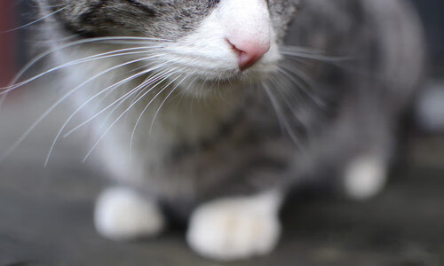 跨界传奇，尼斯足球掀翻里昂，金玟哉F1揭幕战逆转夺冠